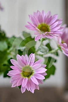 Pink Pyrethrum daisy Flower Background