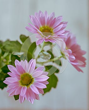 Pink Pyrethrum daisy Flower close up Background