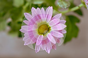 Pink Pyrethrum daisy Flower close up Background