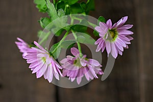 Pink Pyrethrum daisy Flower close up Background