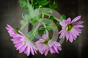 Pink Pyrethrum daisy Flower close up Background