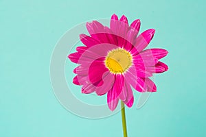 Pink pyrethrum flower on blue background. Pink daisy.