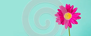 Pink pyrethrum flower on blue background. Pink daisy. Space for text