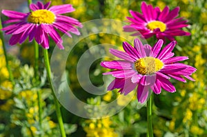 Pink Pyrethrum flowers in bloom