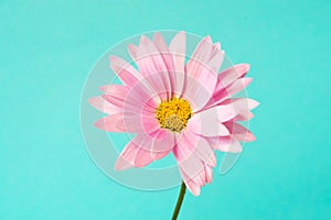Pink pyrethrum flowers on blue background. Pink daisy. Copy space.