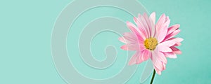 Pink pyrethrum flowers on blue. Pink daisy. Space for text