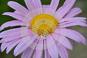 Pink pyrethrum hybridum.