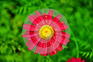 The pink pyrethrum, or Persian Daisy lat. Pyrethrum roseum in the garden