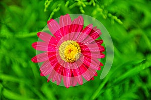 The pink pyrethrum, or Persian Daisy lat. Pyrethrum roseum in the garden