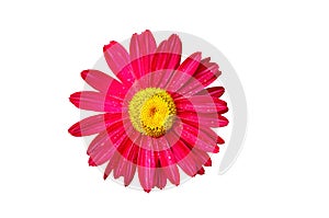 The pink pyrethrum, or Persian Daisy lat. Pyrethrum roseum in the garden