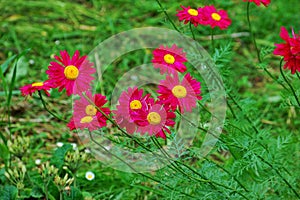 The pink pyrethrum, or Persian Daisy lat. Pyrethrum roseum in the garden