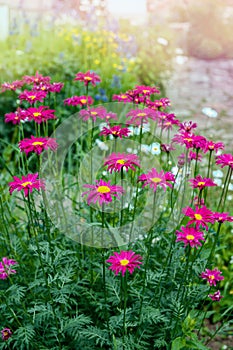 pink pyrethrum, or Persian Daisy lat. Pyrethrum roseum in the garden