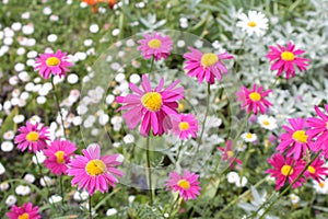 Pink pyrethrum (Pyrethrum coccineum)