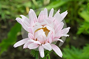 Pink pyrethrum in the spring sunny garden