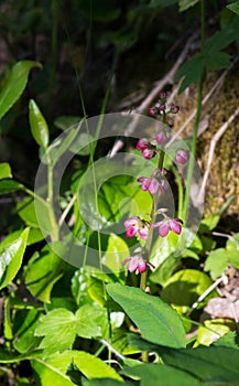 Pink pyrola in bloom