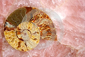 Pink quartz with amonyte fossil