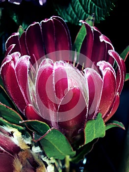 Pink Queen Protea Flower Blossom