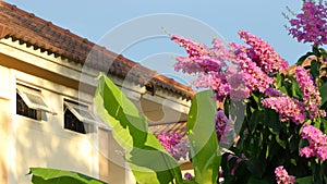 Pink Queen`s crape myrtle, Pride of India are blooming