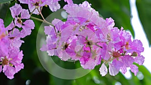 Pink Queen`s crape myrtle on Pride of India branches