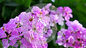 Pink Queen`s crape myrtle on Pride of India branches