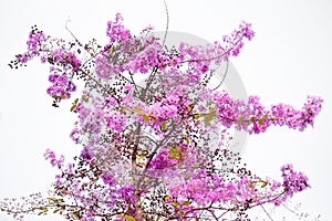 Pink queen`s flower blooming or colorful lagerstroemia speciosa branch tree on white sky background