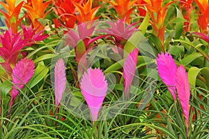 Pink Quill flowers and other Bromelia flowers photo