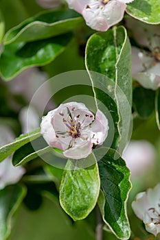 Pink quince (cydonia oblonga) flowers
