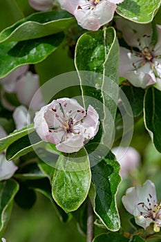 Pink quince (cydonia oblonga) flowers