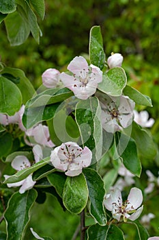 Pink quince (cydonia oblonga) flowers