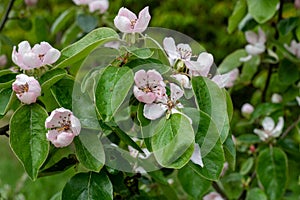 Pink quince (cydonia oblonga) flowers