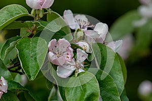 Pink quince (cydonia oblonga) flowers