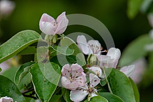 Pink quince (cydonia oblonga) flowers