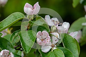 Pink quince (cydonia oblonga) flowers