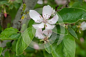 Pink quince (cydonia oblonga) flowers