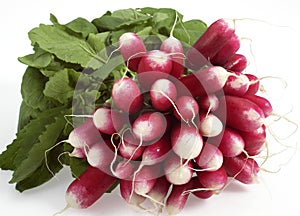 Pink Radish, raphanus sativus against White Background