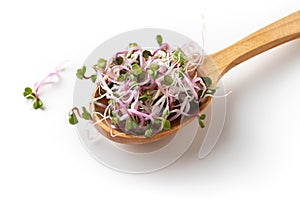 Pink radish sprouts on a wooden spoon on white background