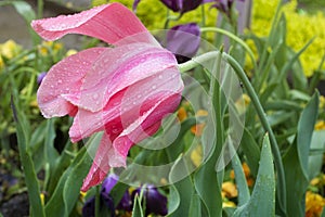 Pink with Rain Drops