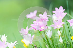 Pink rain lilly blossom flower