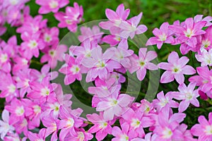 Pink rain lilly blossom flower