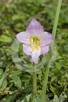 Pink Rain Lilly