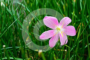 Pink rain lily flower