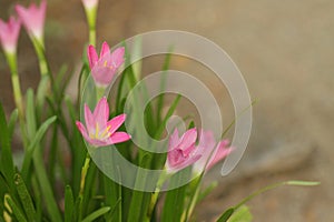 Pink rain lily flower / Zephyranthes