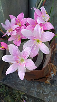 Pink rain lily flowers in cool garden