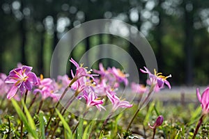 Pink rain lily flowers or zephyranthes bulb during spring season in the forest