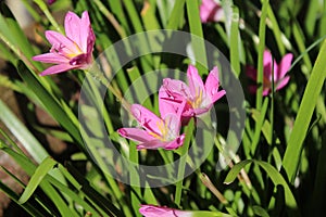Pink rain lily (Zephyranthes rosea) flowers on a sunny day