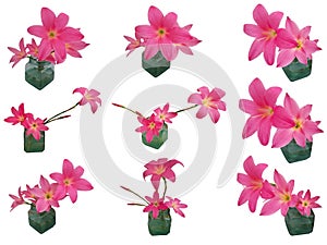 Pink Rain Lily Zephyranthes set isolated
