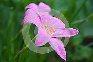 Pink rain lily, Zephyranthes sp.