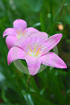 Pink rain lily, Zephyranthes sp.