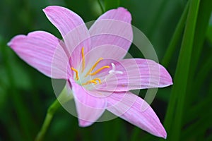 Pink rain lily, Zephyranthes sp.