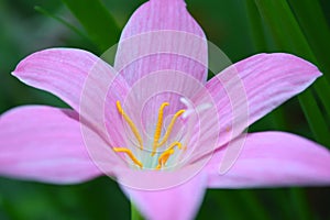 Pink rain lily, Zephyranthes sp.